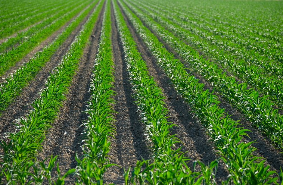 crop insurance